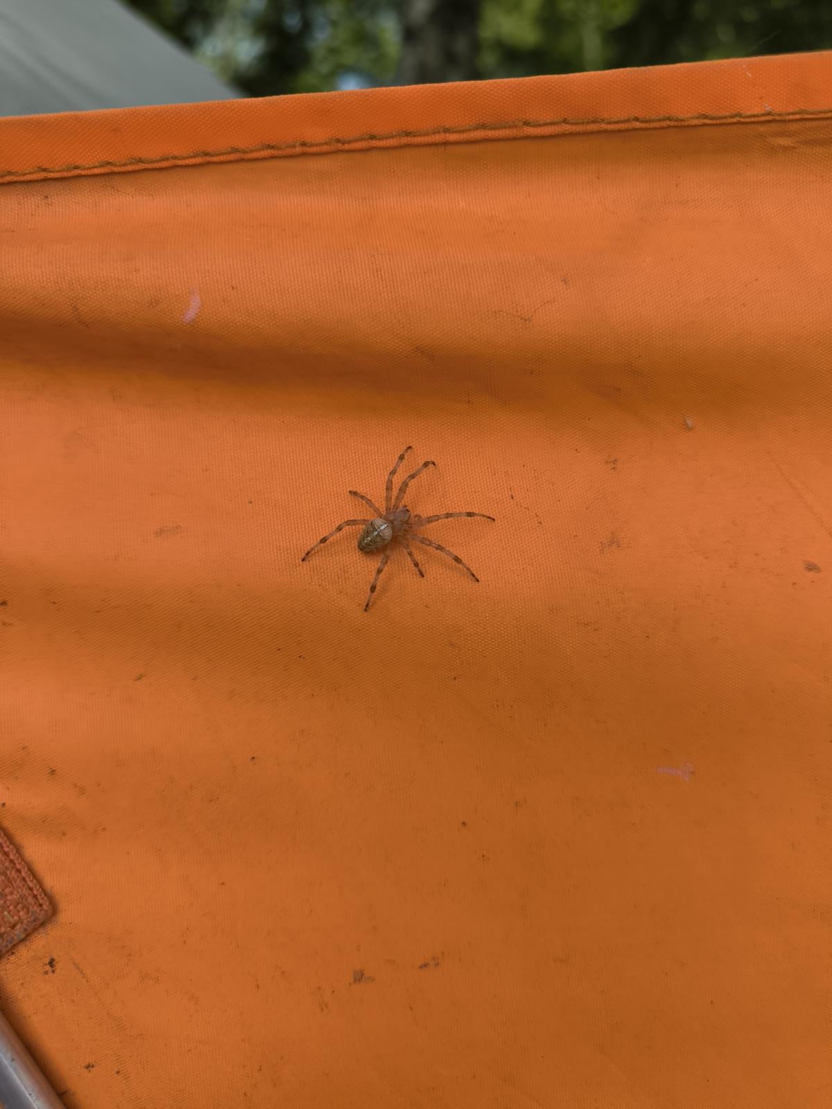 Larinioides cornutus