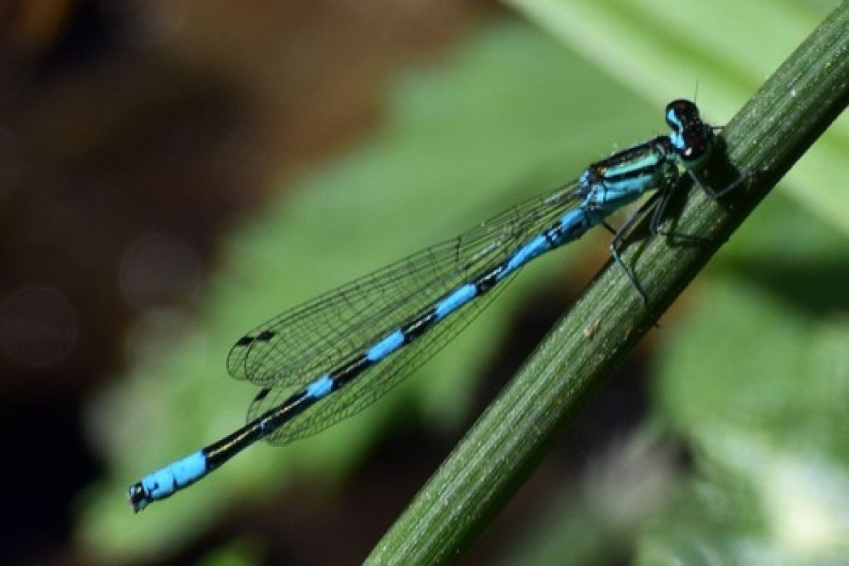 Стрелка Копьеносная