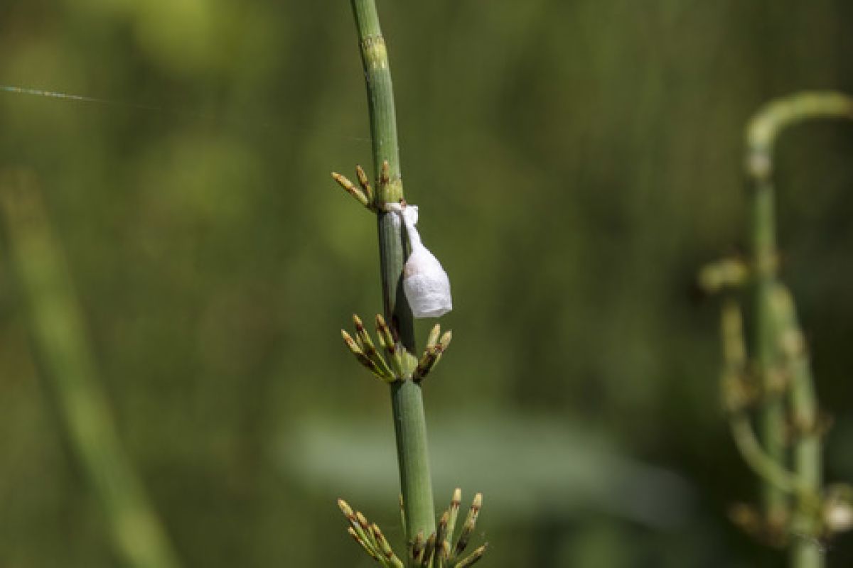 Agroeca