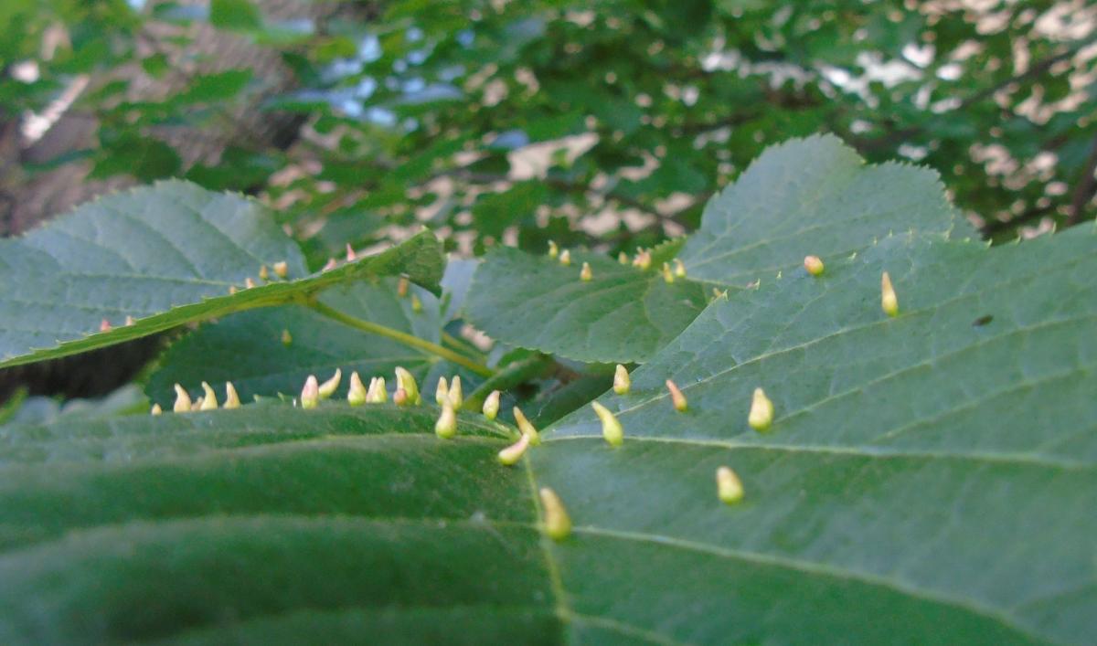 lat:eriophyes tiliae
