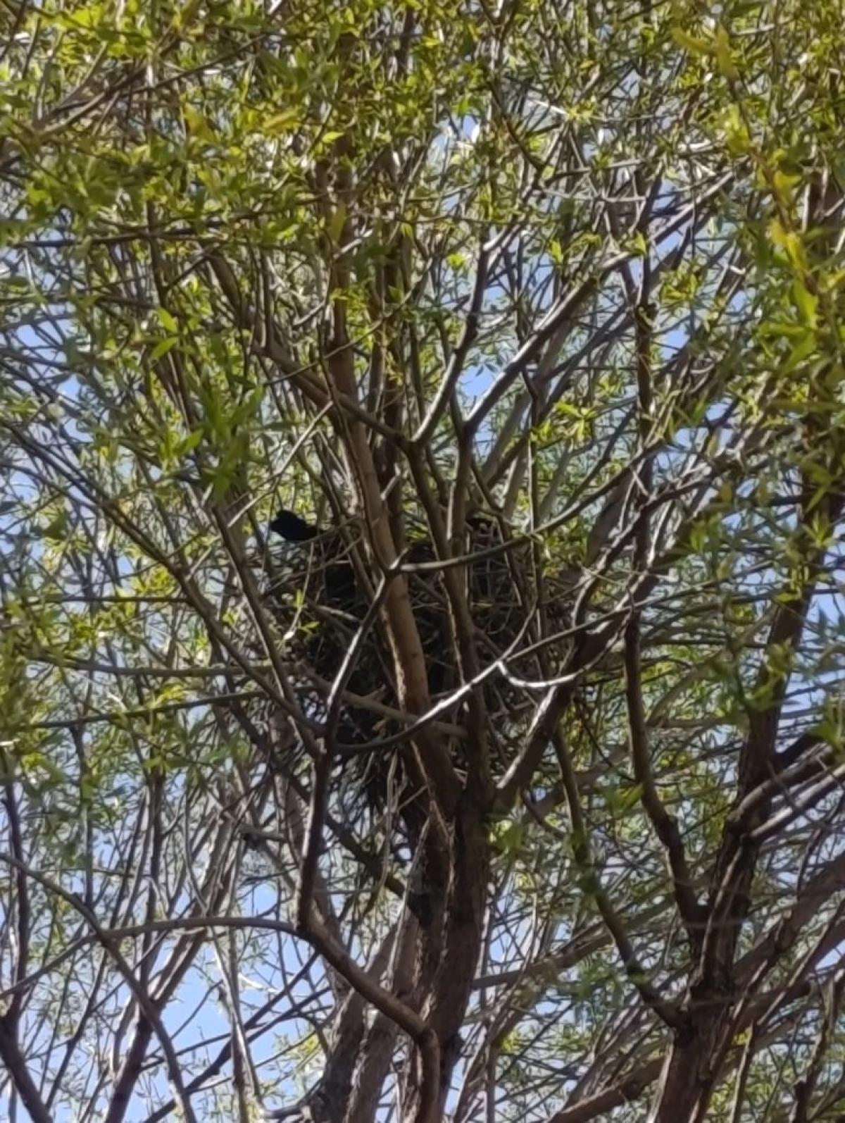 Серая ворона