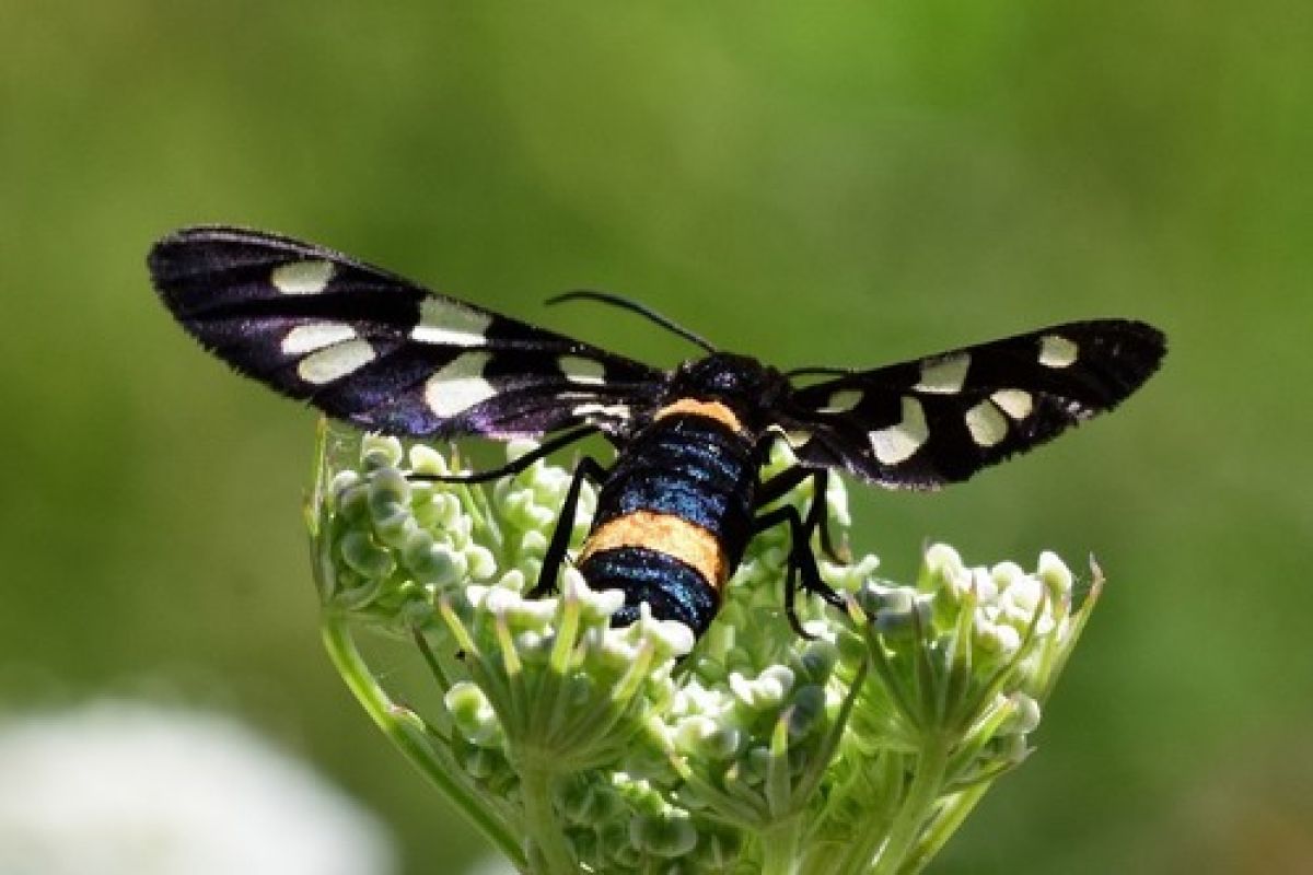 Amata caspia