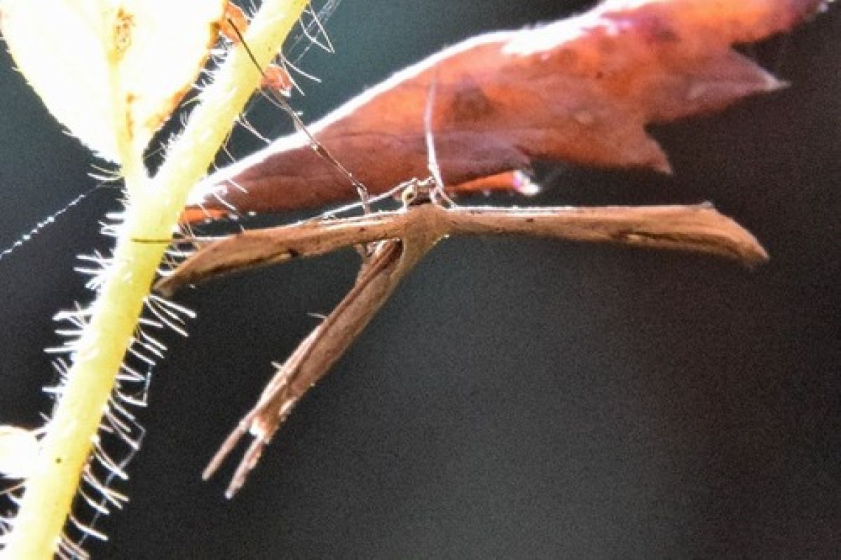 Pterophorinae