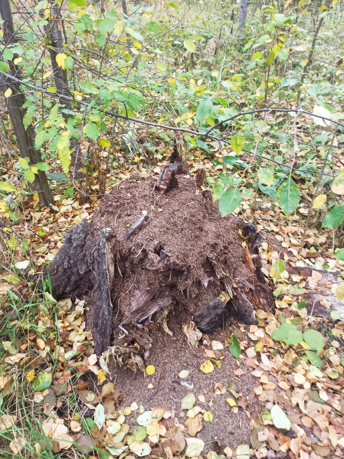 Рыжий лесной муравей[1][2]