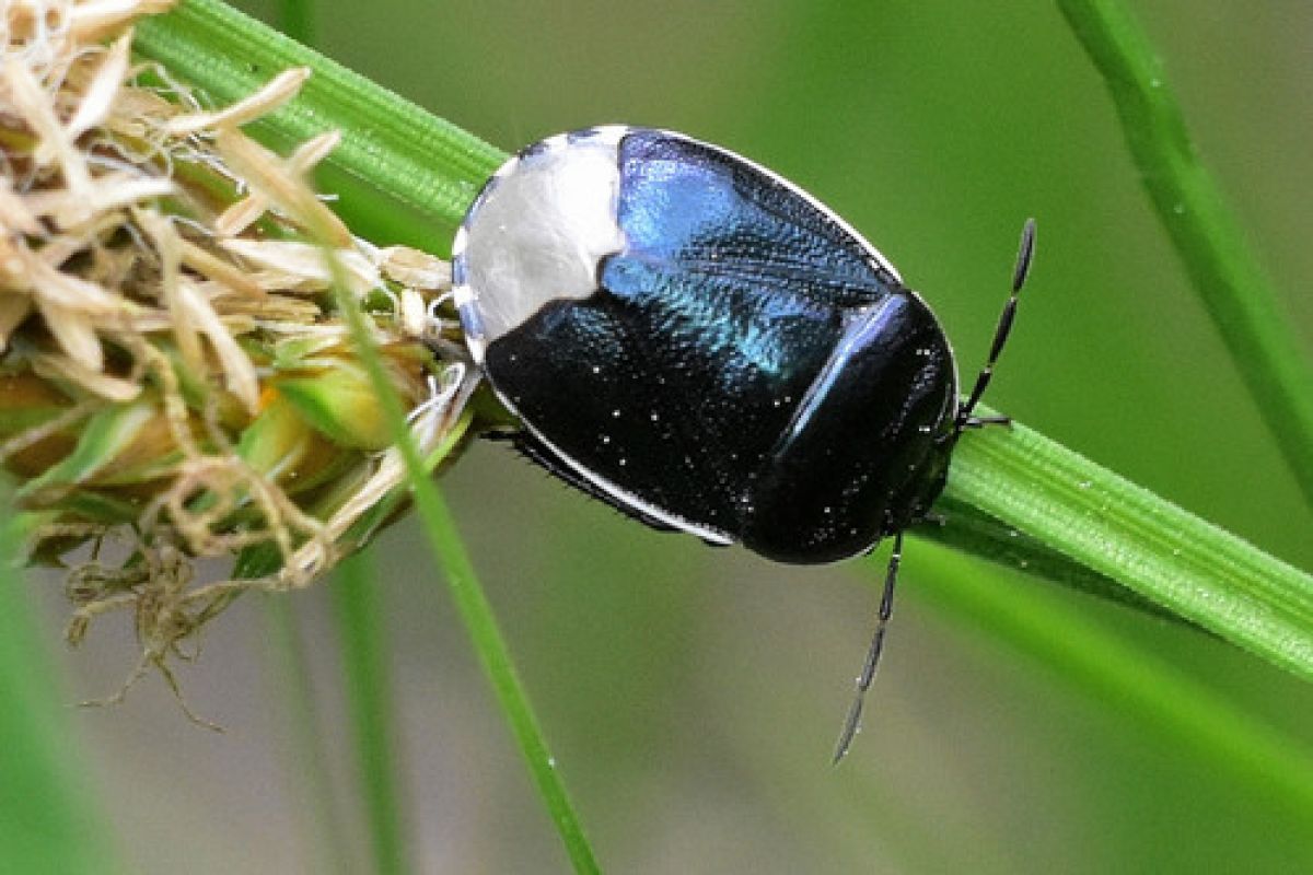 Canthophorus