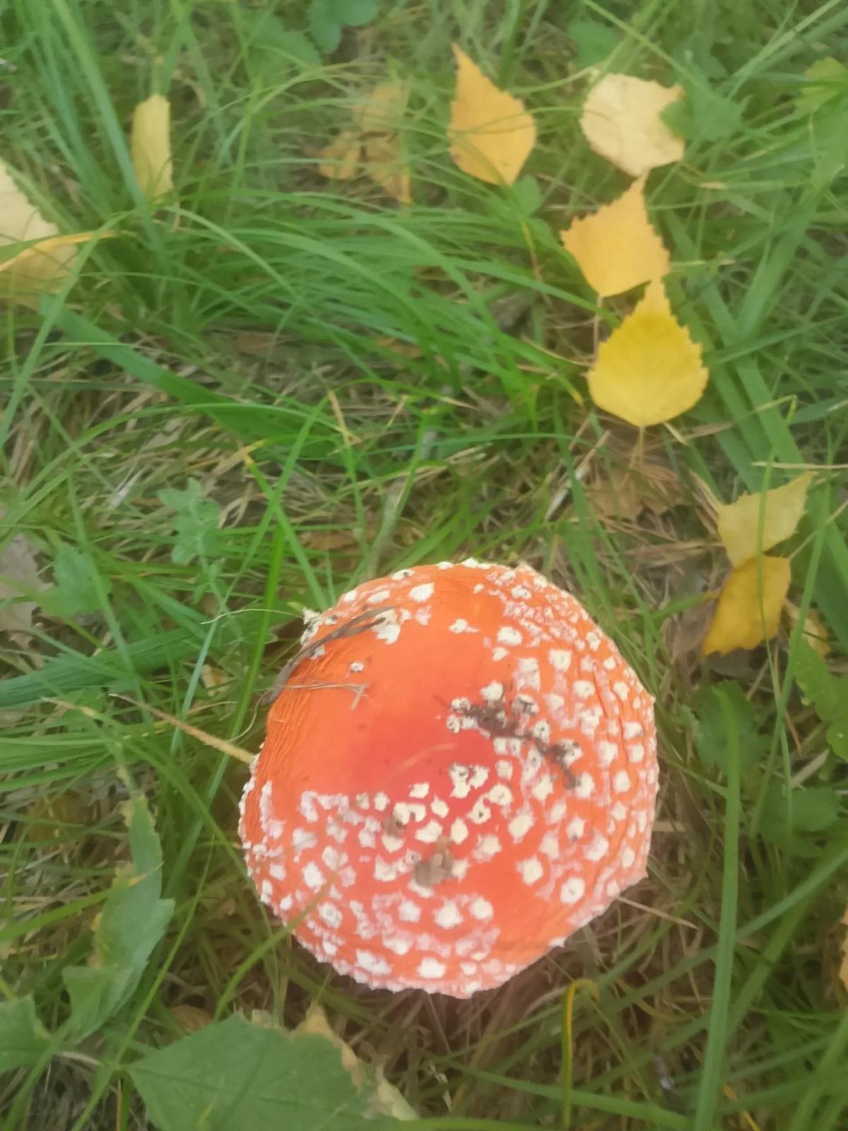 Мухомор красный