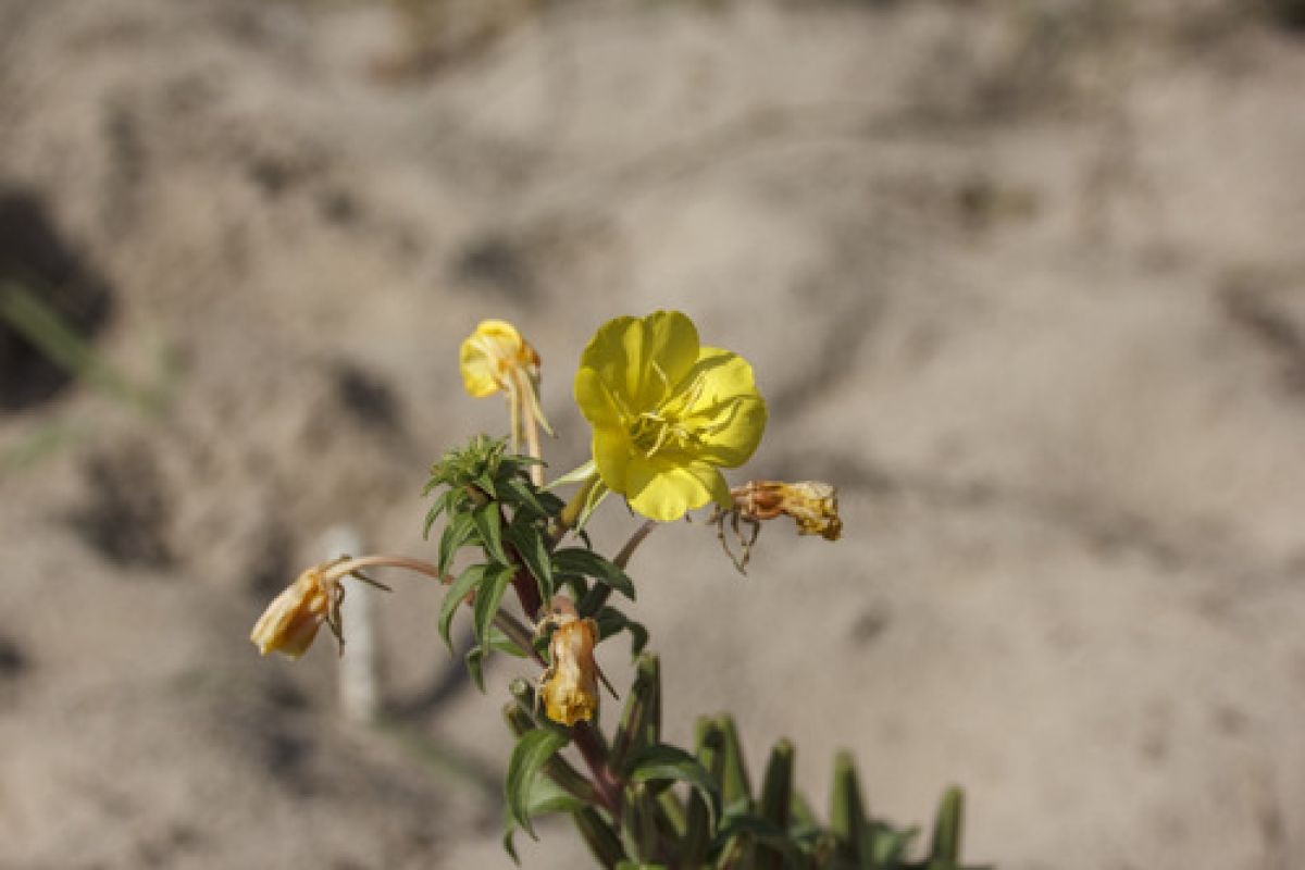 Oenothera sect. Oenothera