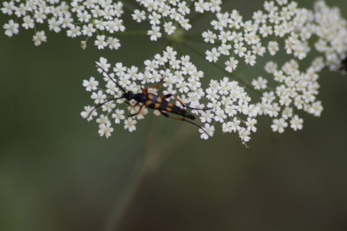 Утончённая лептура