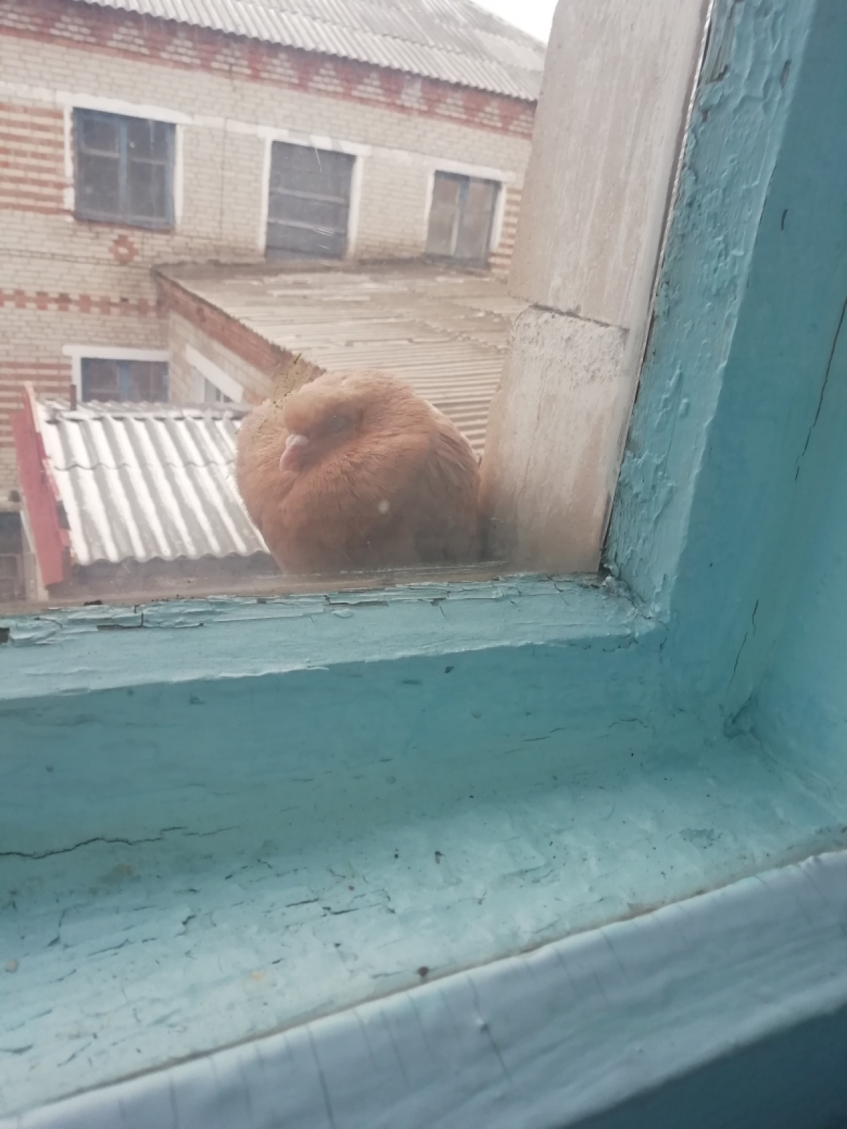Голубь
