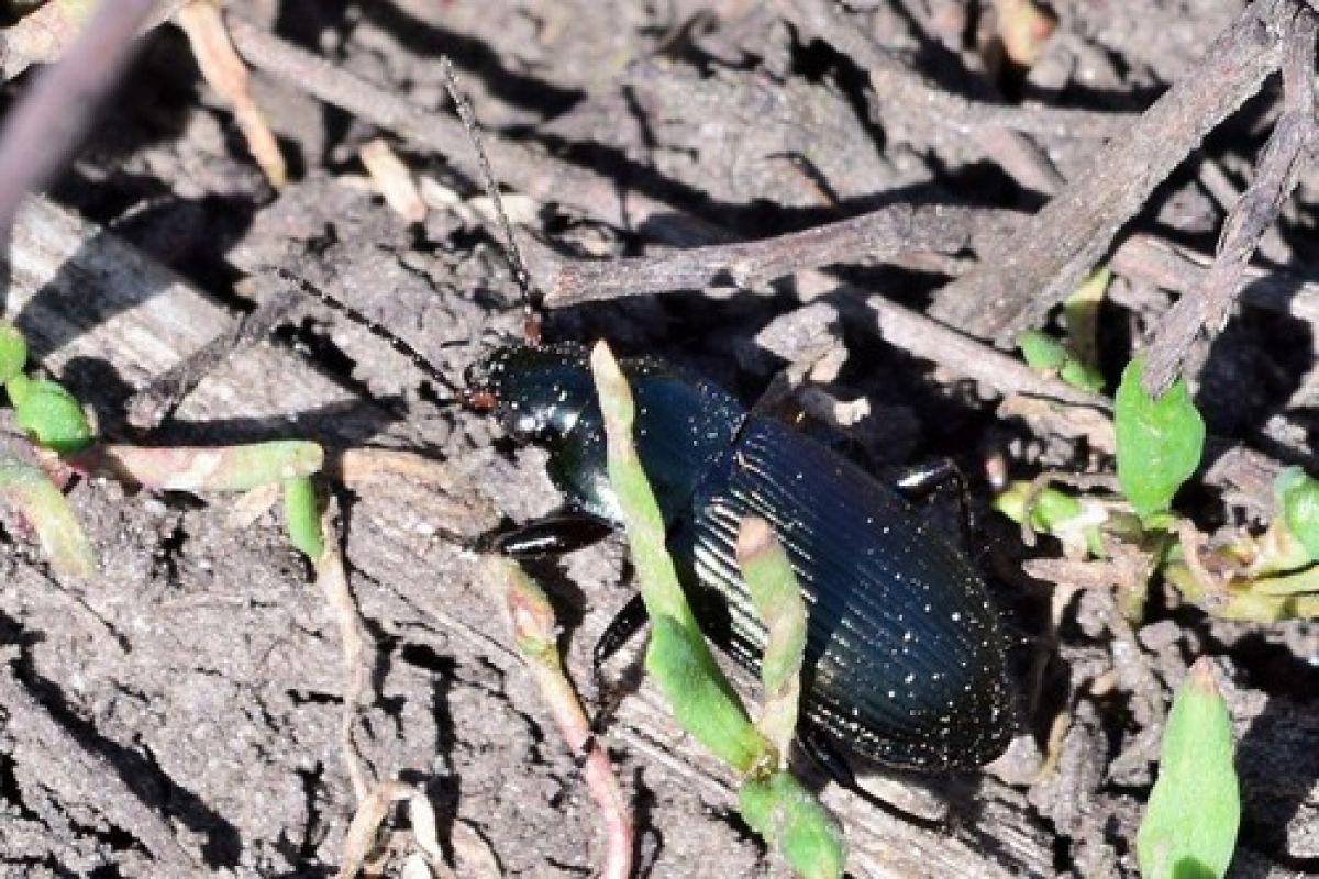 Poecilus
