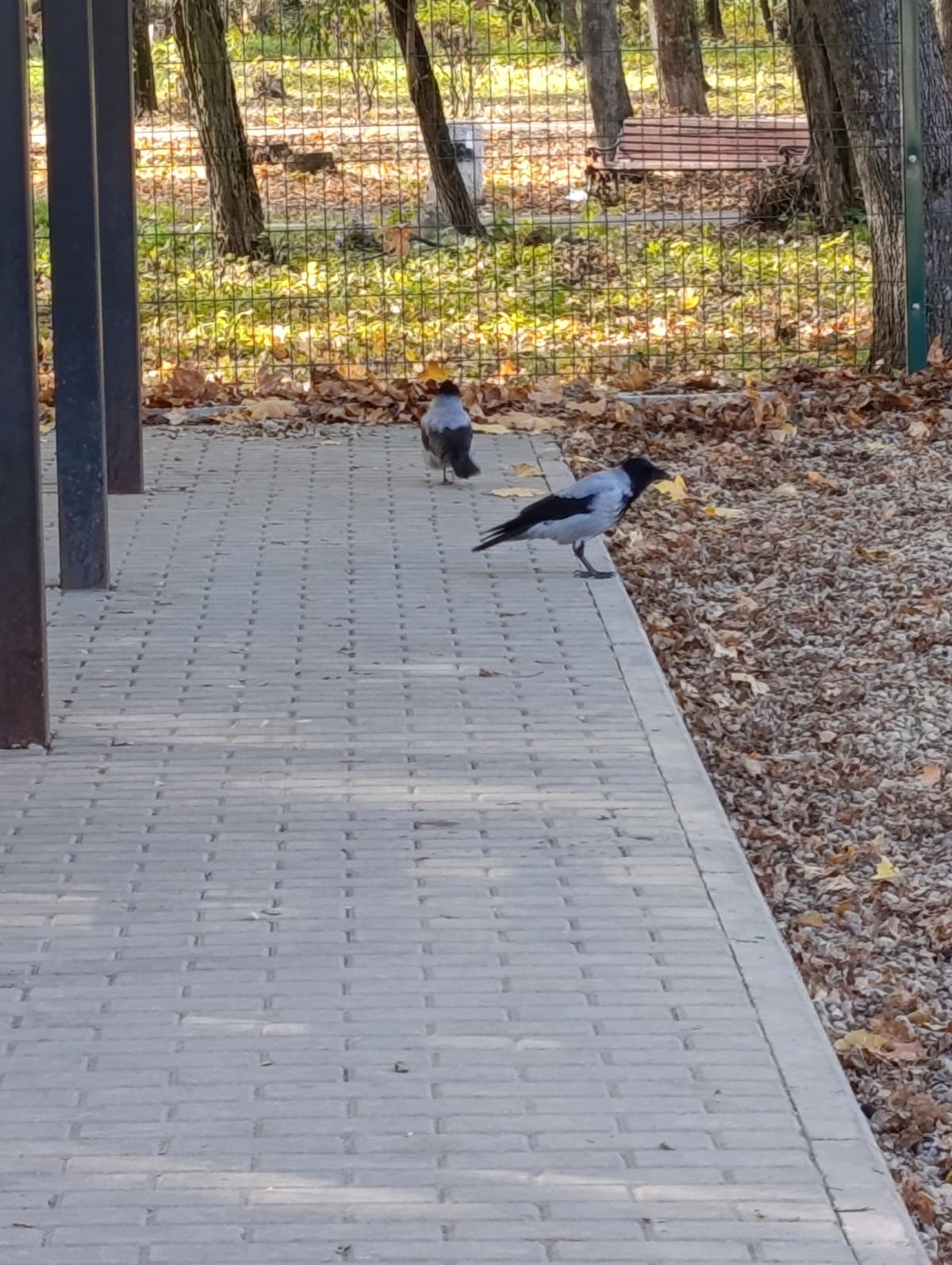 Серая ворона