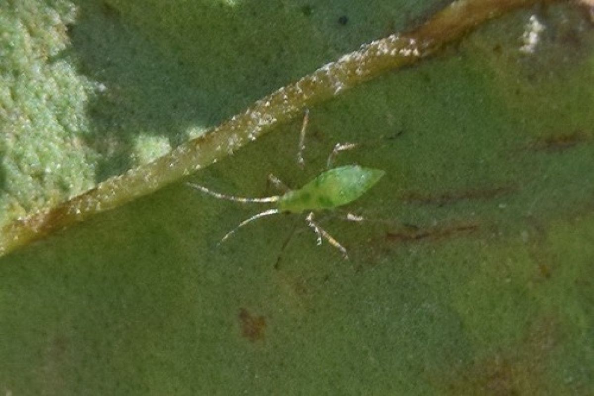 Euceraphis
