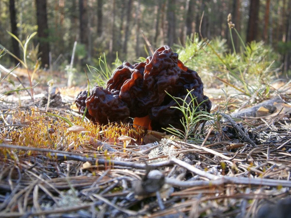 Сморчковая шапочка