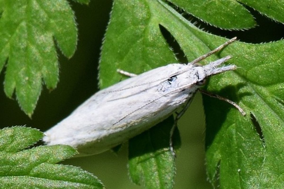 Crambus