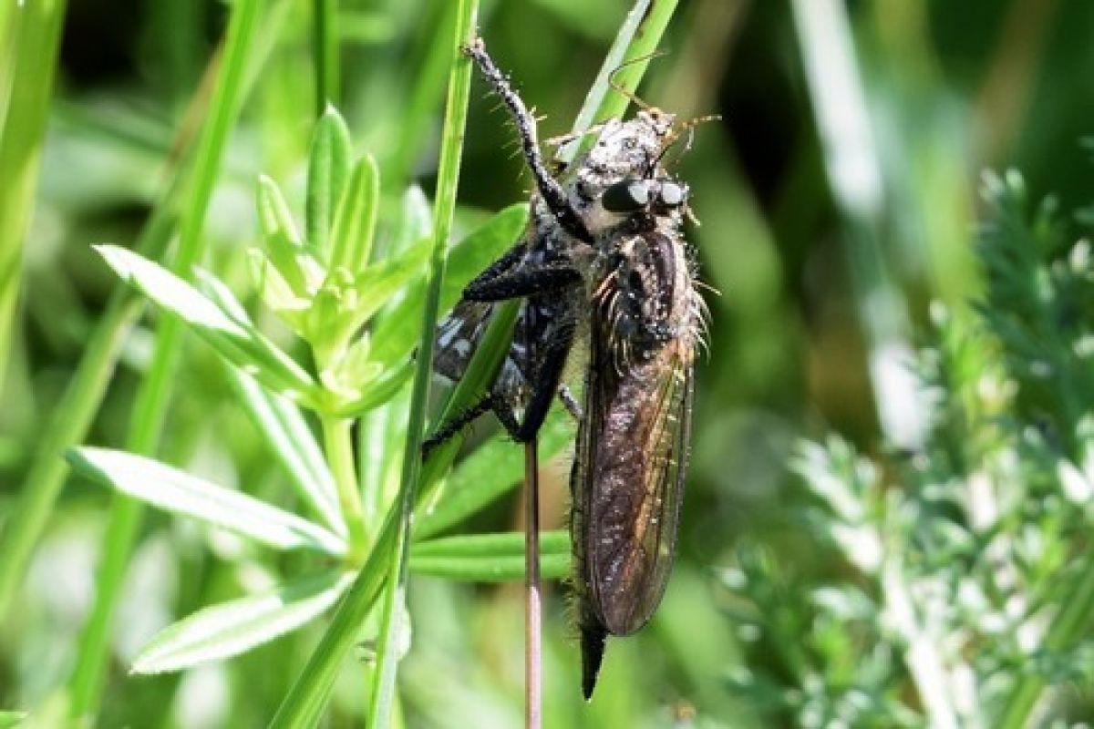 Dysmachus