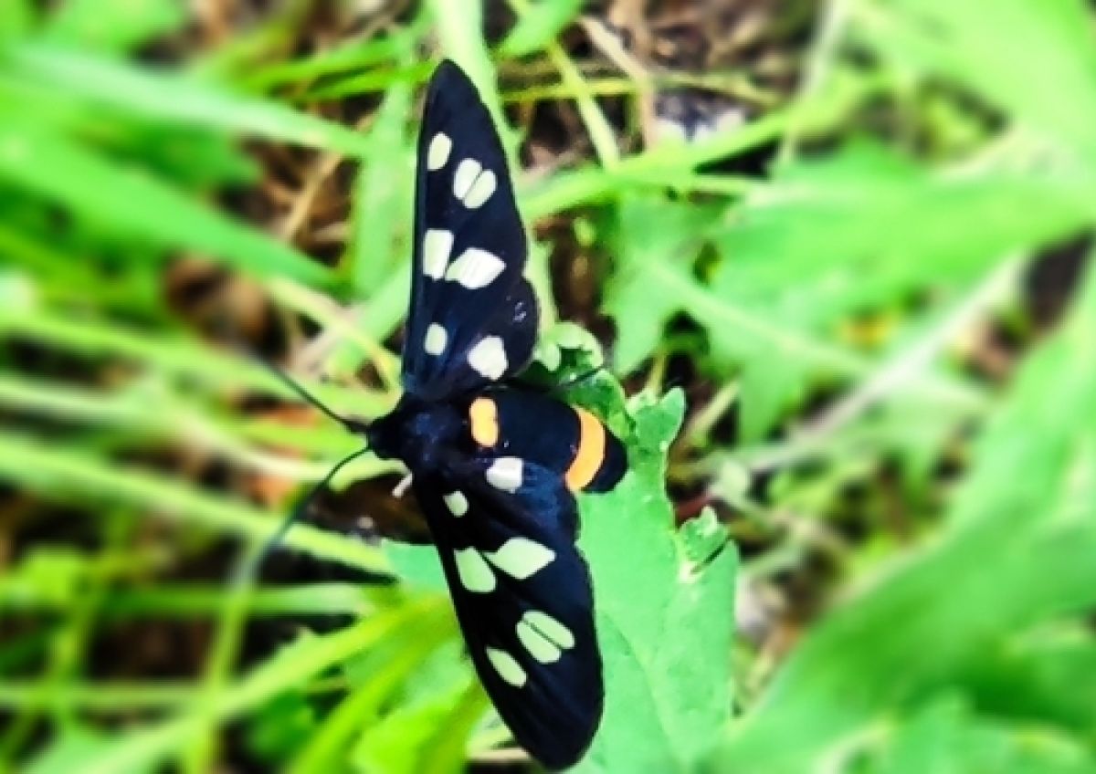 Amata