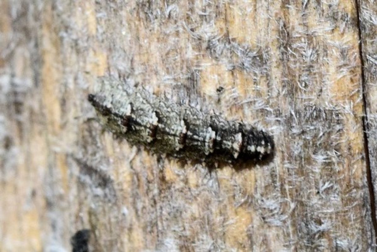 Dasysyrphus