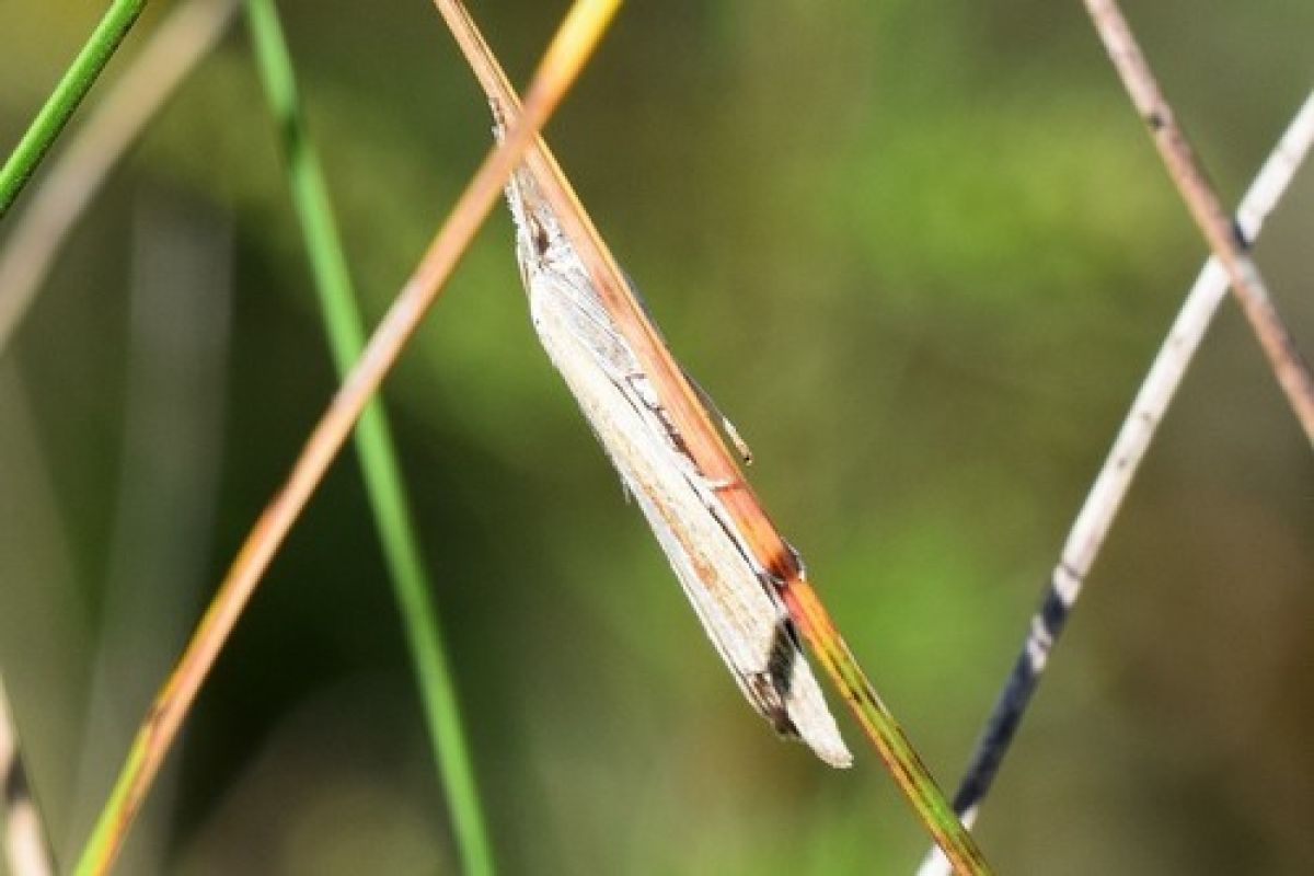 Agriphila