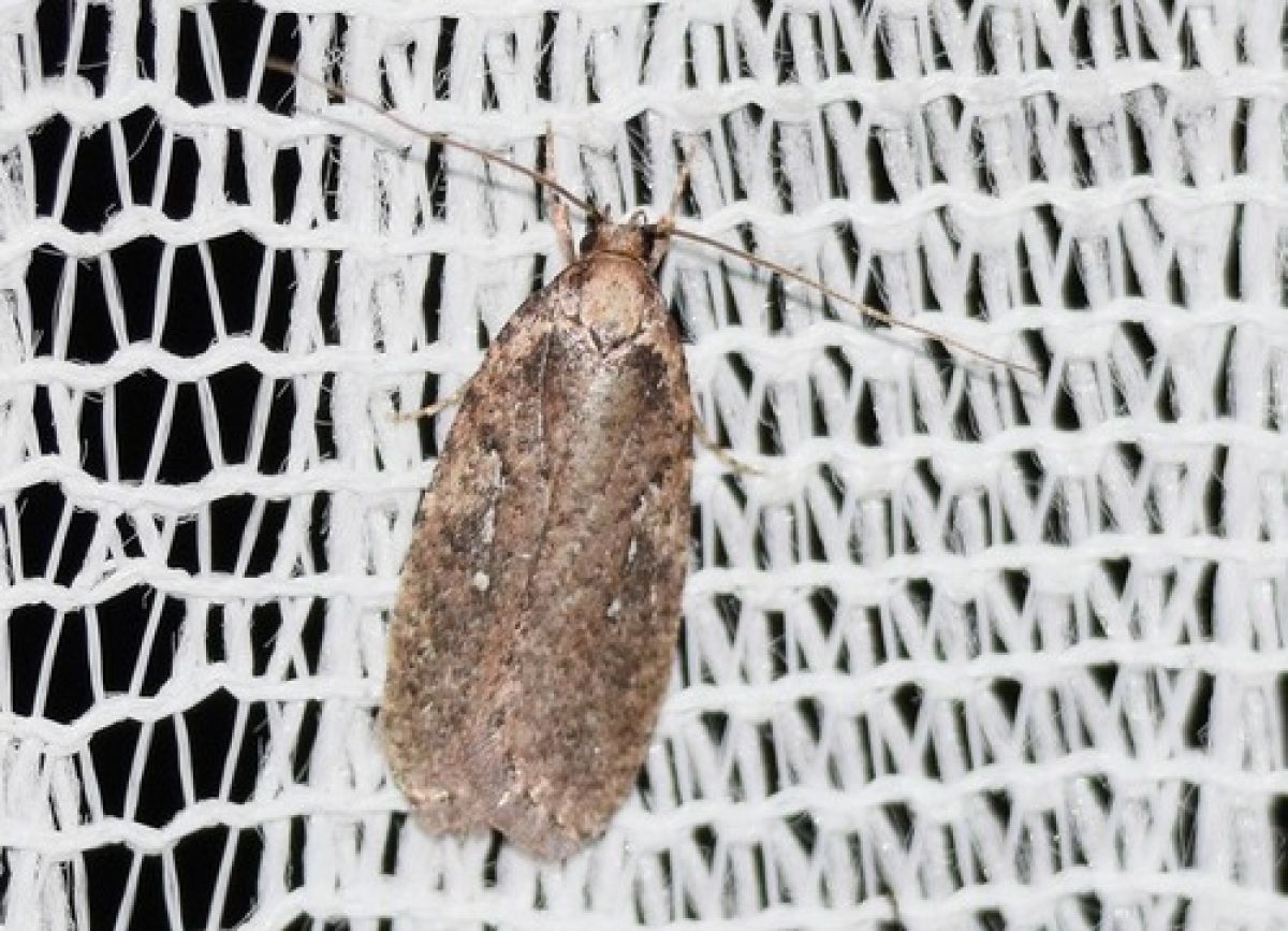 Agonopterix