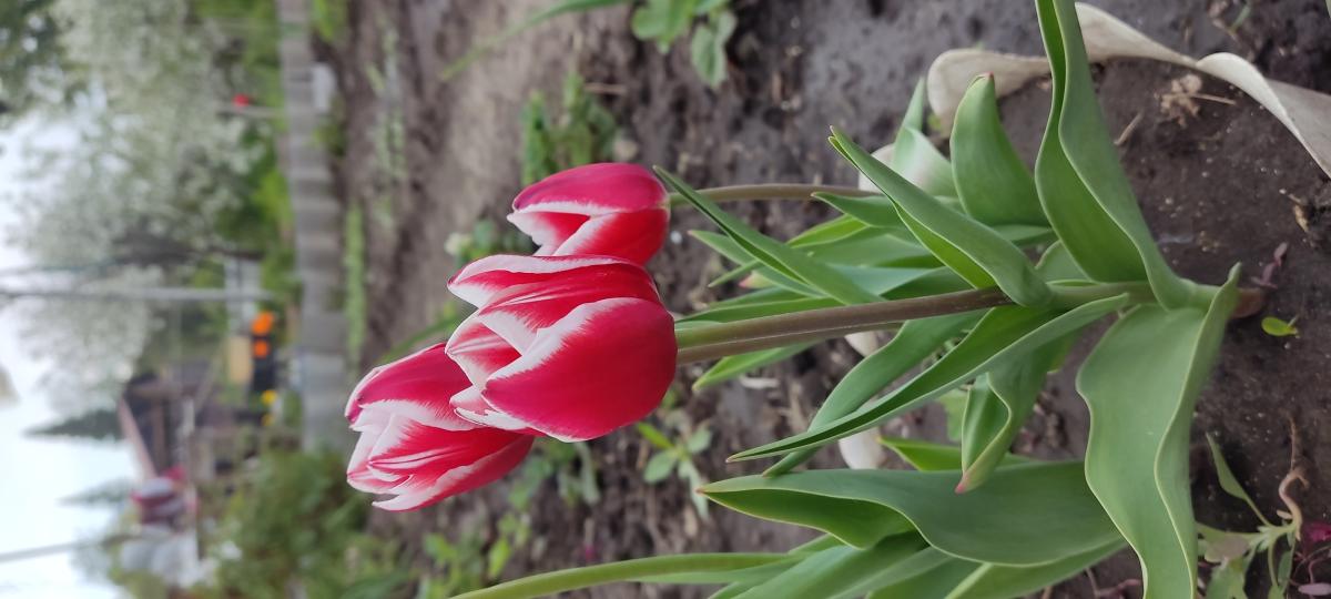 Тюльпан алтайский