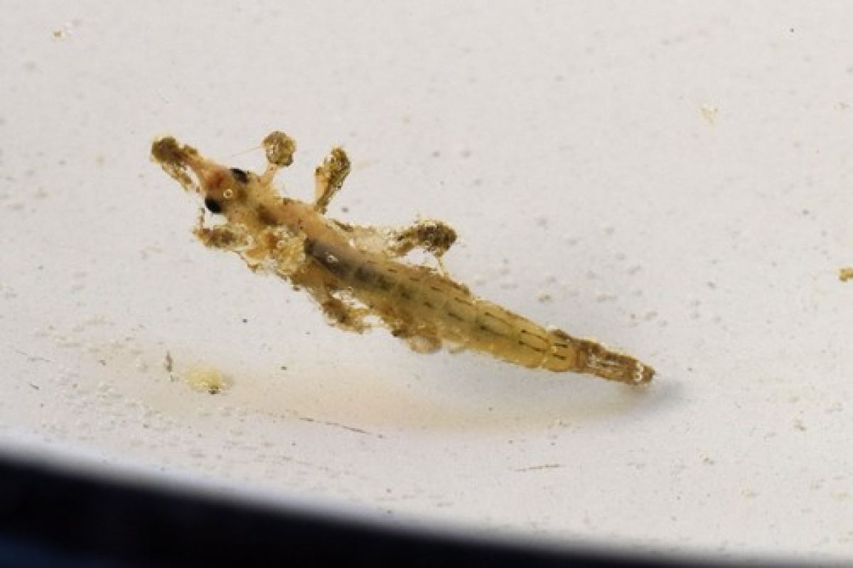 Ephemeroidea