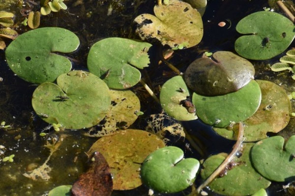 Водокрас лягушачий