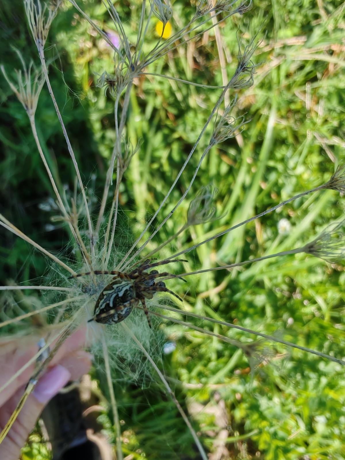 Aculepeira ceropegia