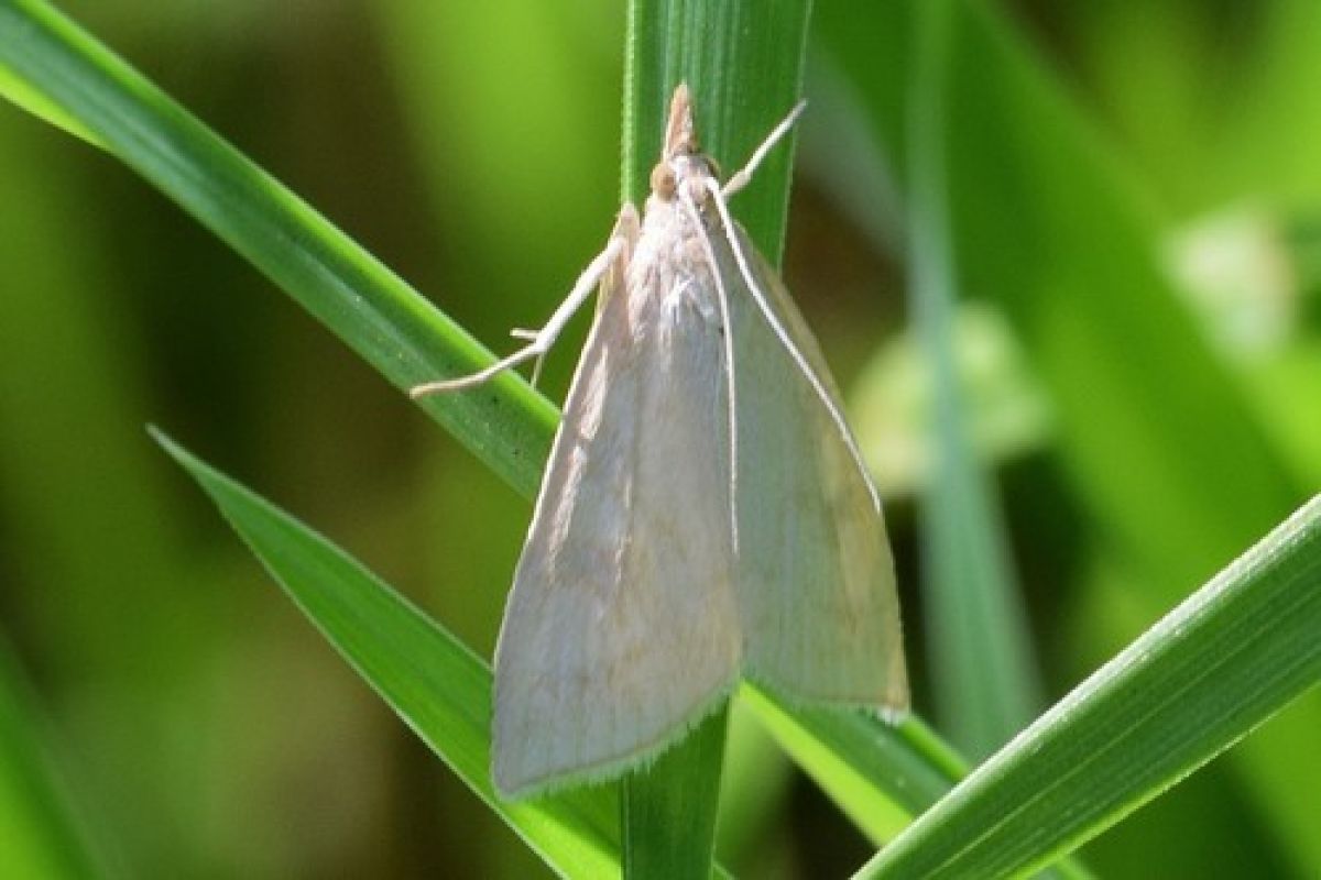 Pale Straw Pearl