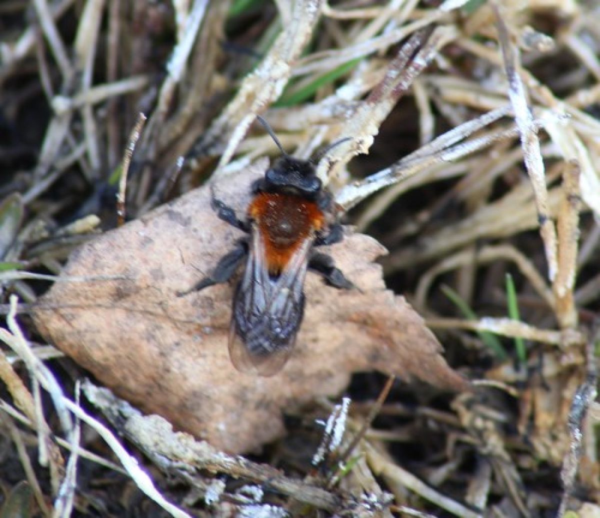 Melandrena