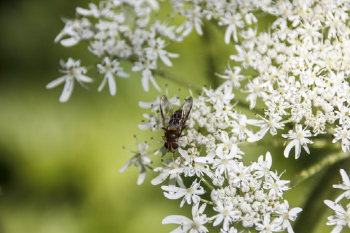 Leucozona