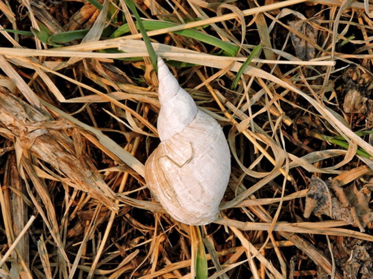 Lymnaea sorensis