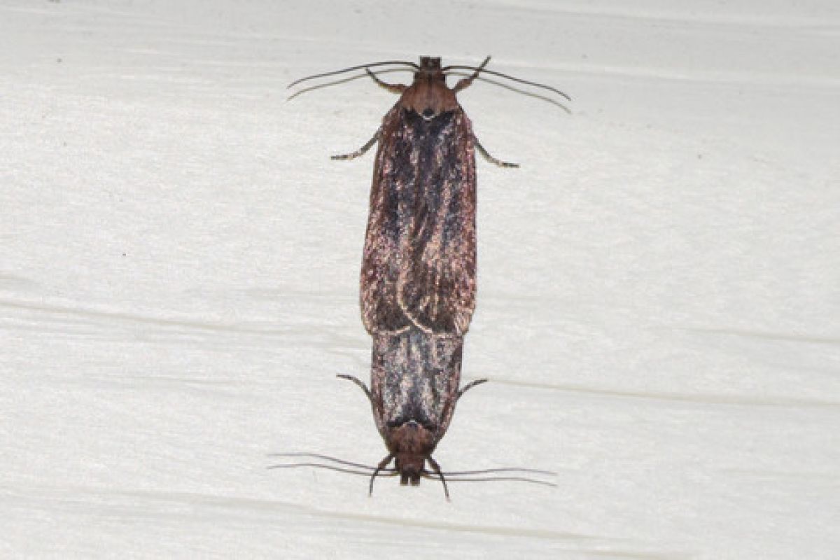 Depressaria