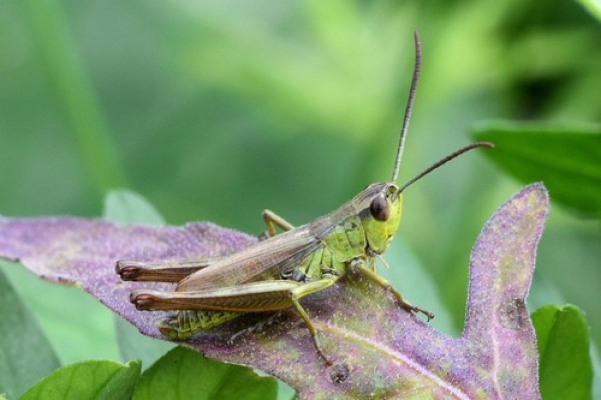 Pseudochorthippus