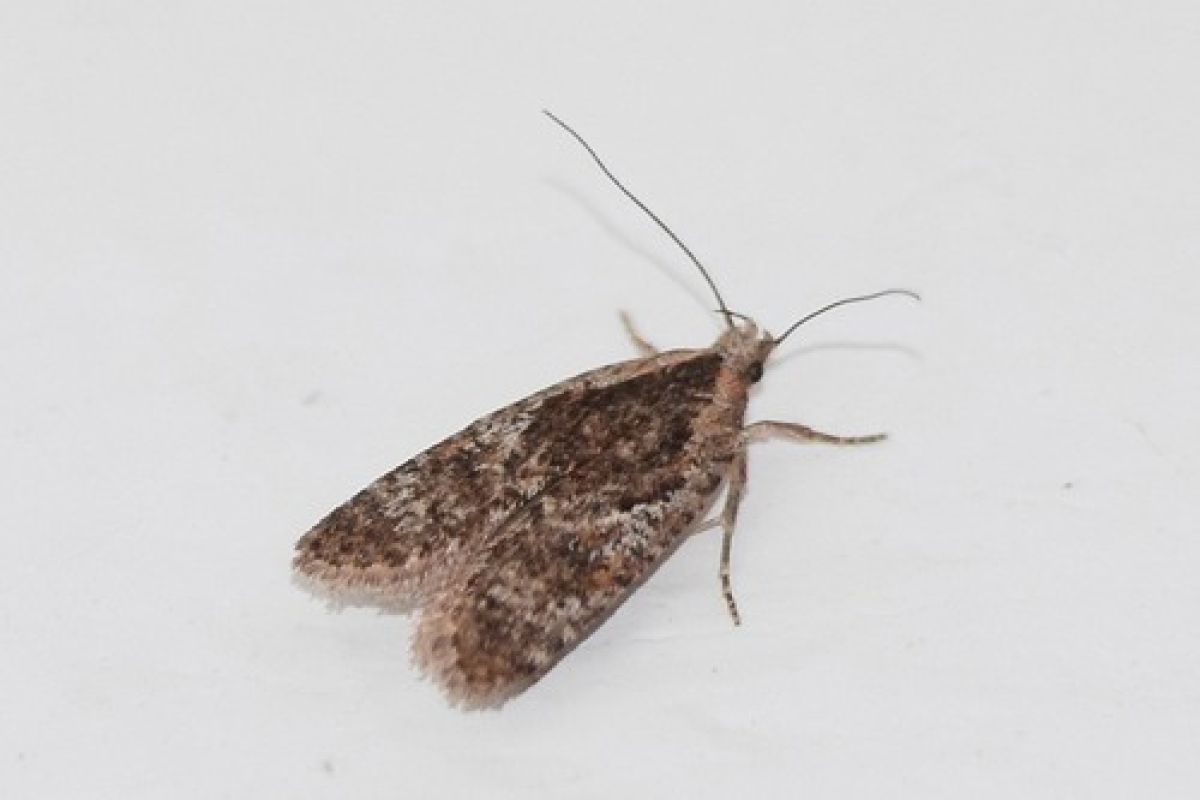 Agonopterix impurella