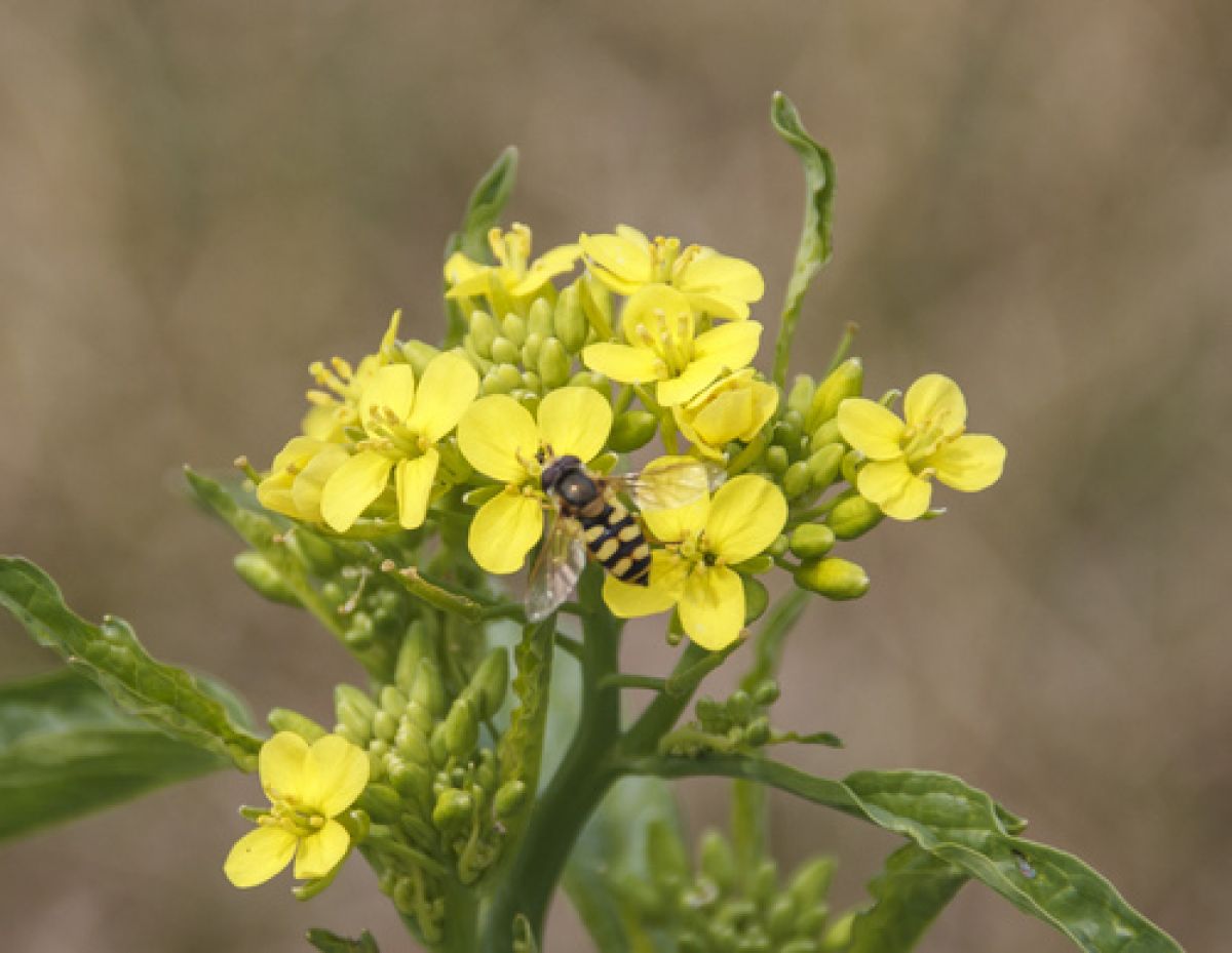 Lapposyrphus lapponicus