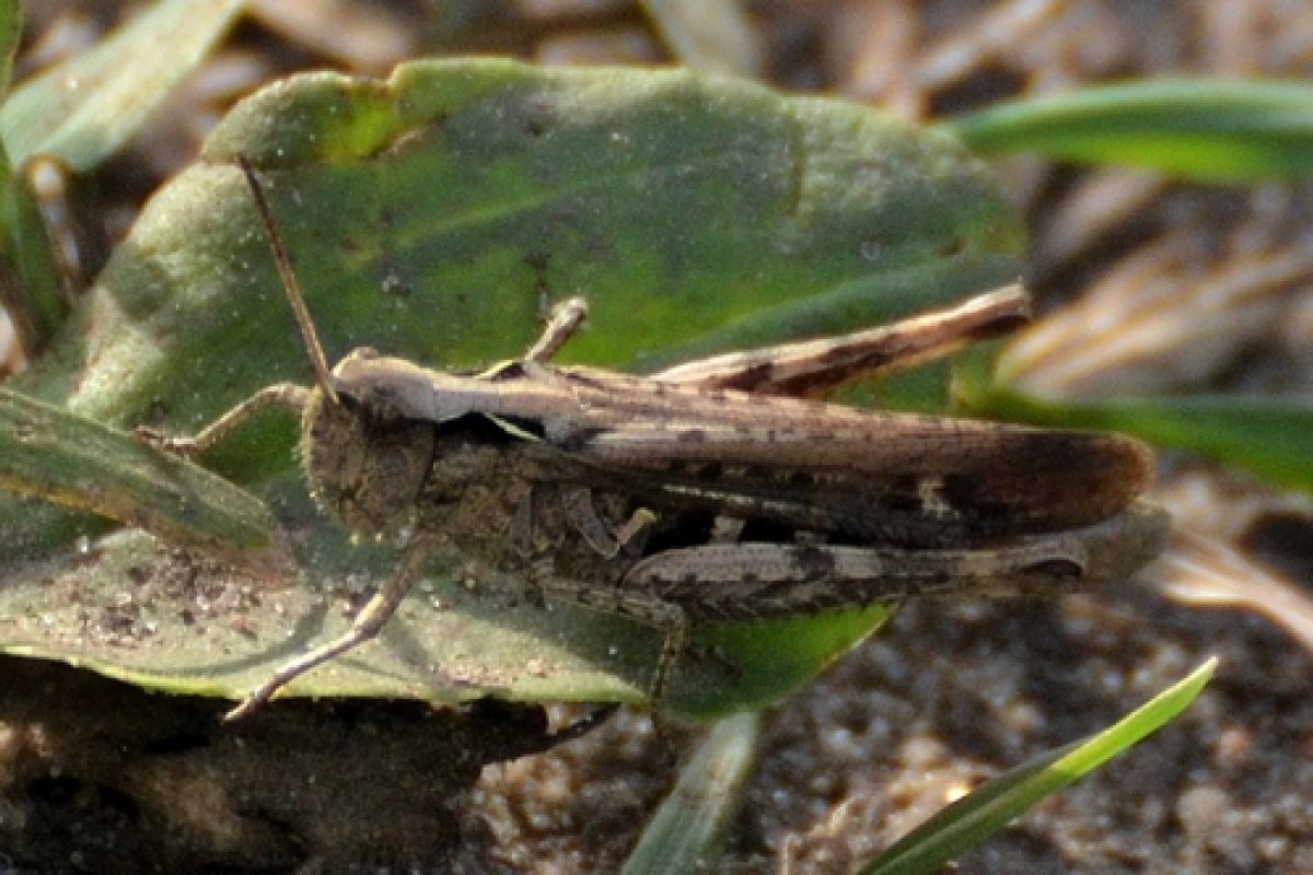 Glyptobothrus