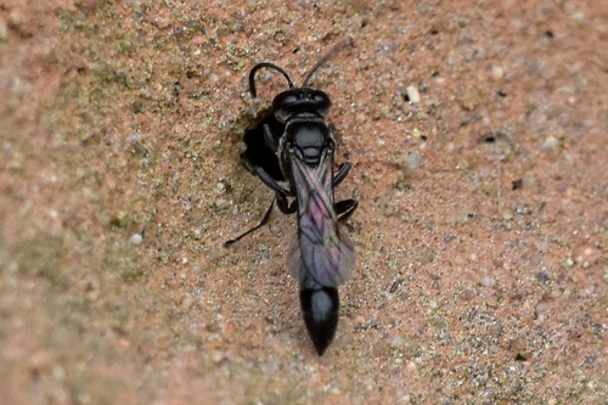 Trypoxylon