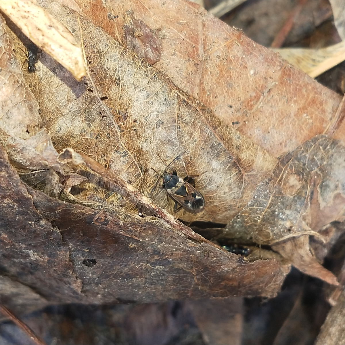 Клоп. Rhyparochromidae