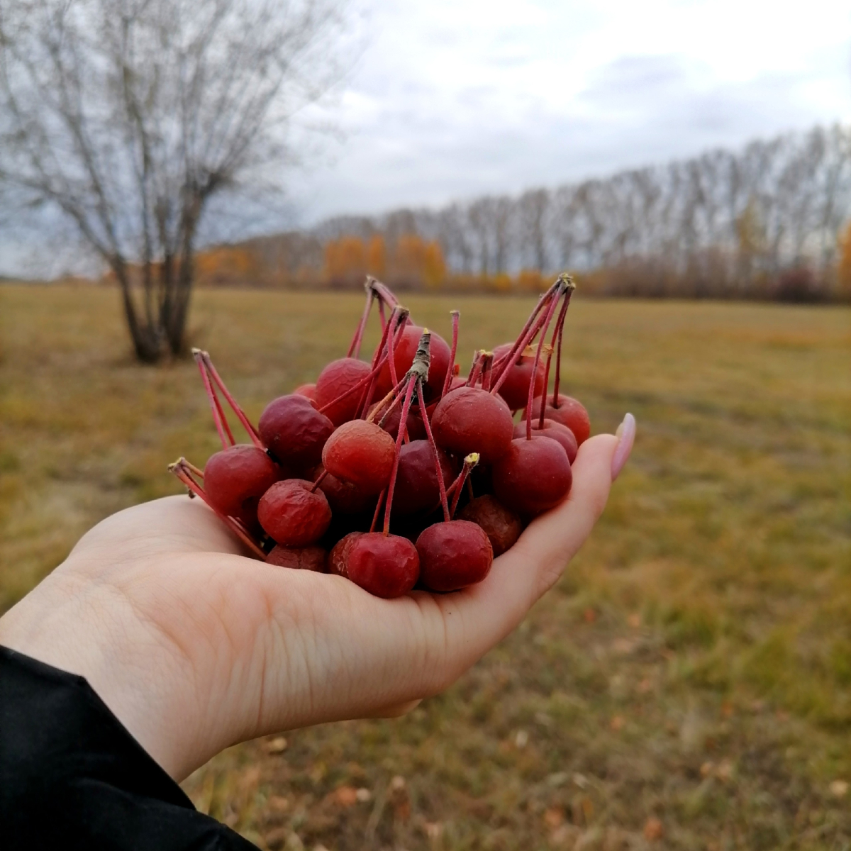Ранетки