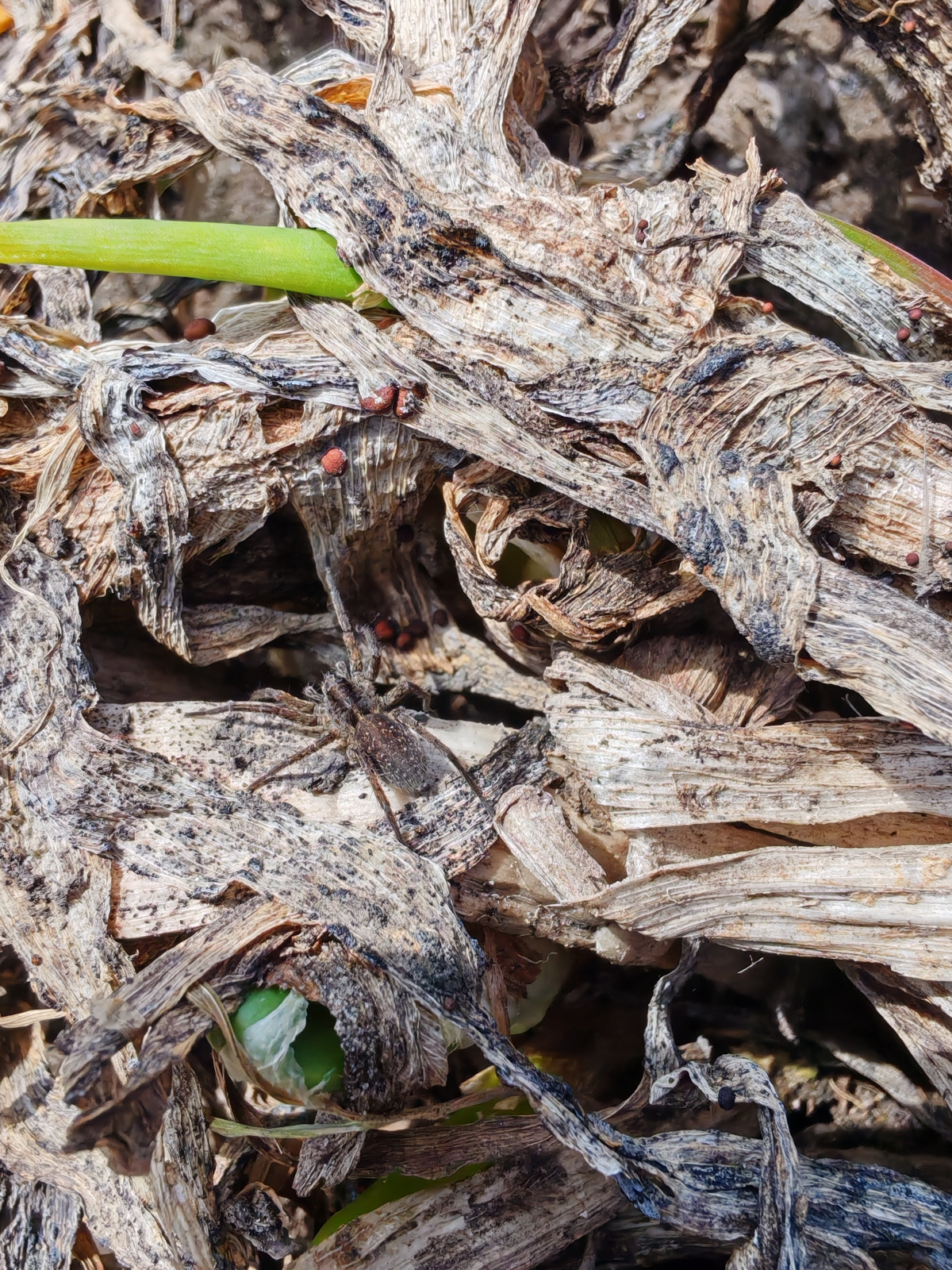 Xerolycosa miniata