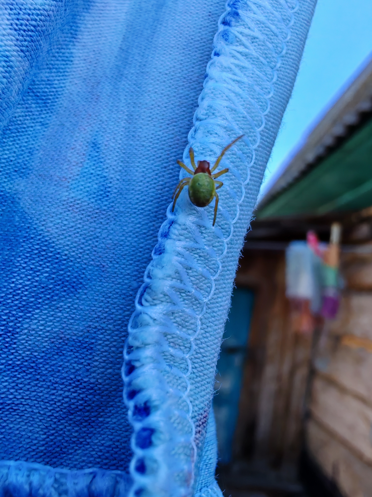 Паук зелёный? паук Araniella cucurbitina