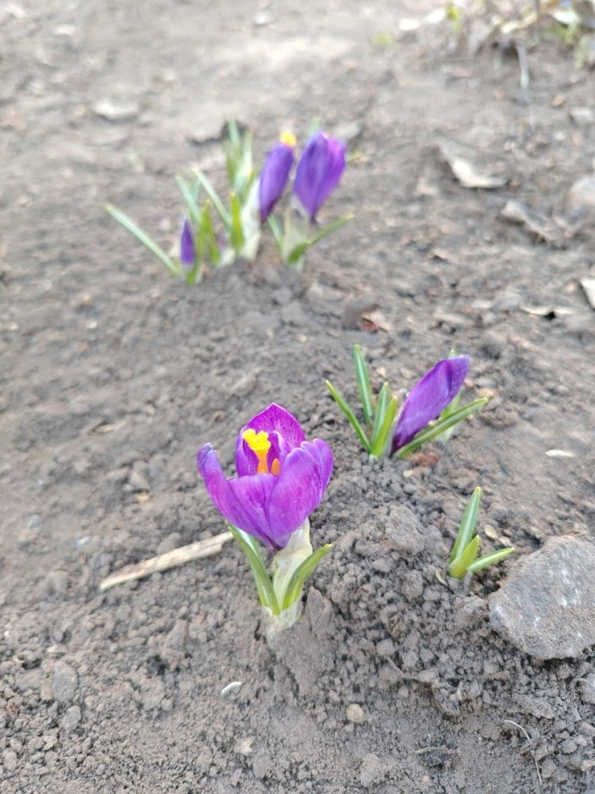 Шафран анкарский