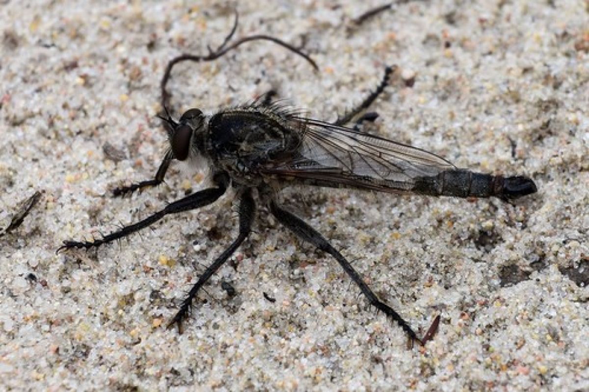 Asilinae