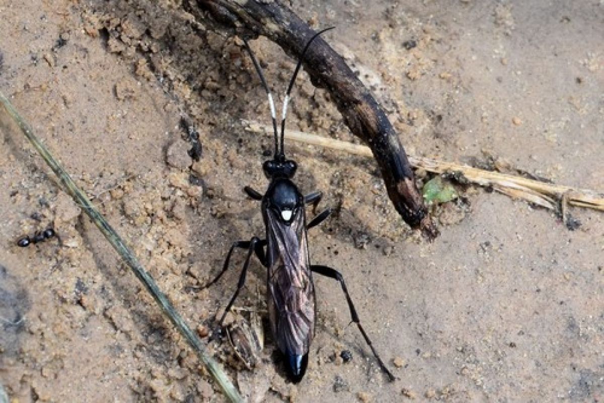 Coelichneumon