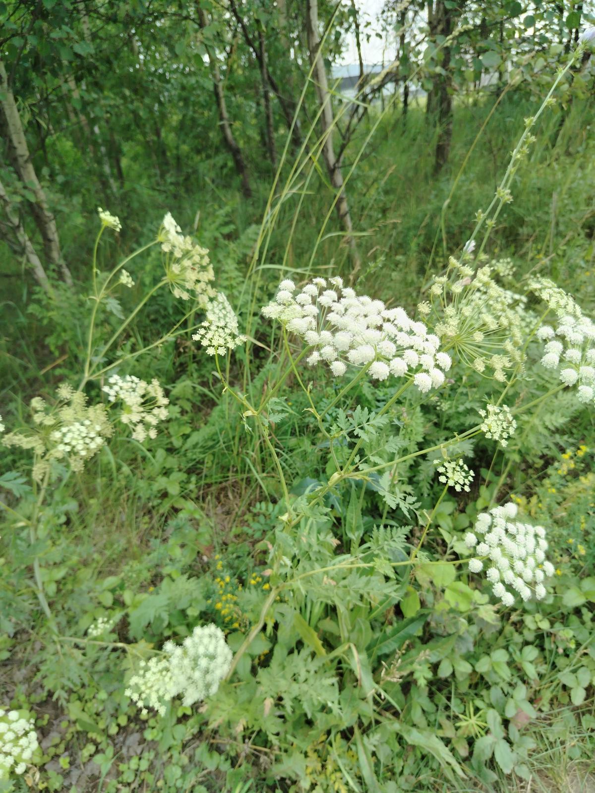 Жабрица порезниковая (Порезник голоплодный, Порезник горный, Порезник пиренейский, Порезник промежуточный, Порезник сибирский)