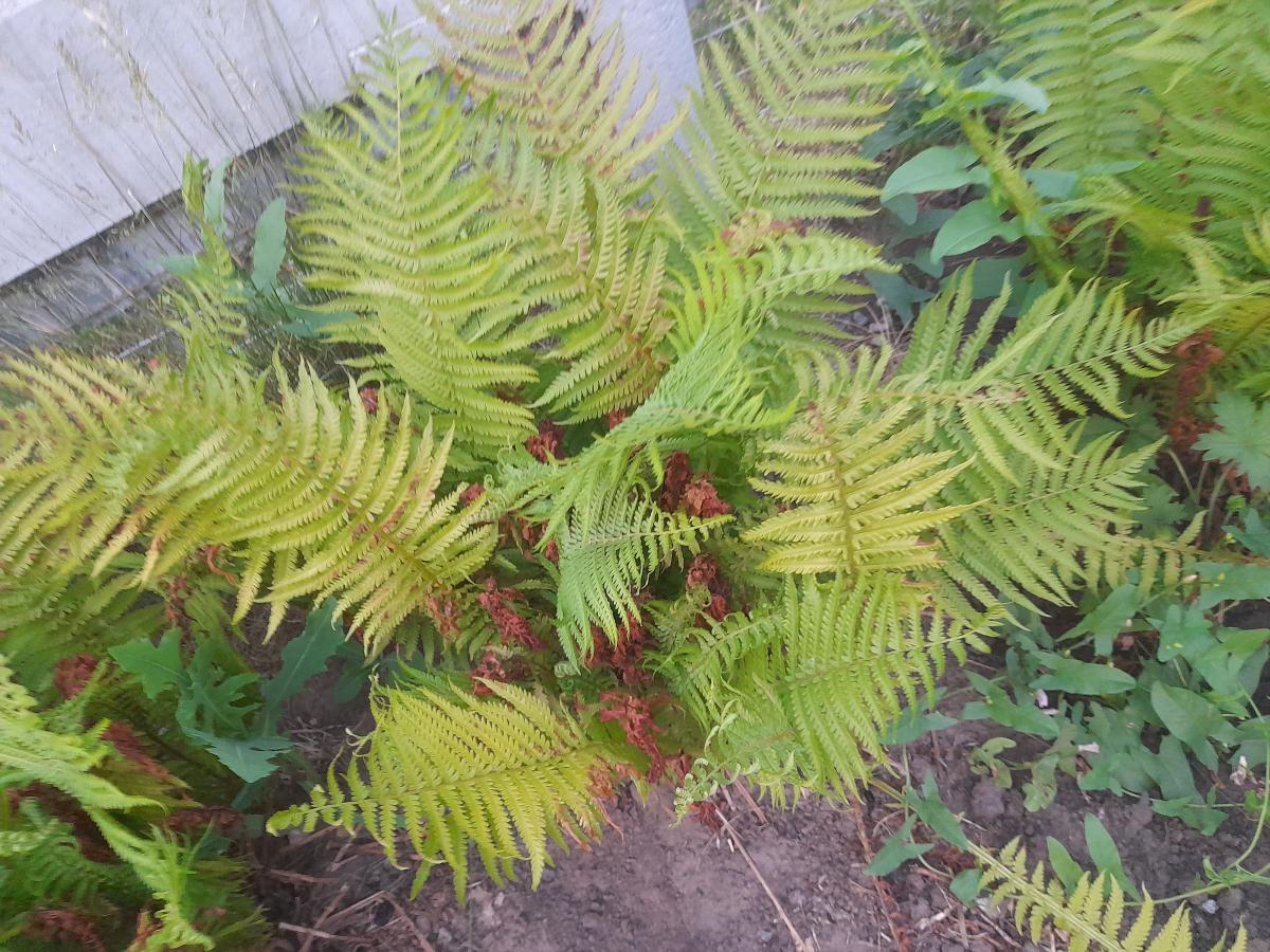 Садовый папоротник