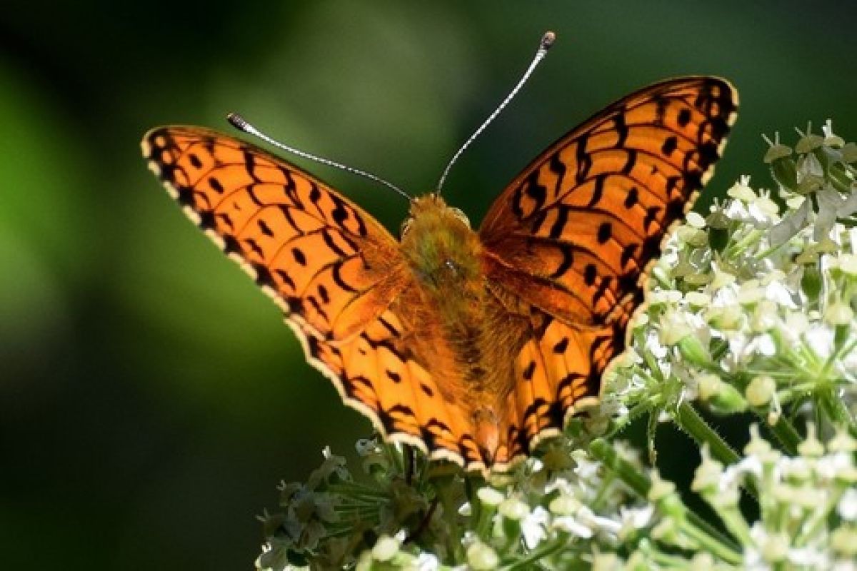 Fritillaries