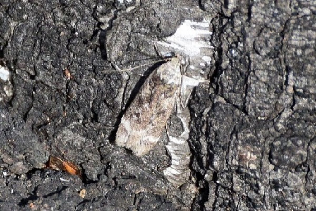Anacampsis
