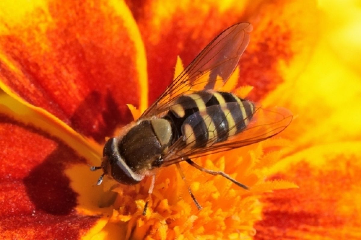 Syrphini