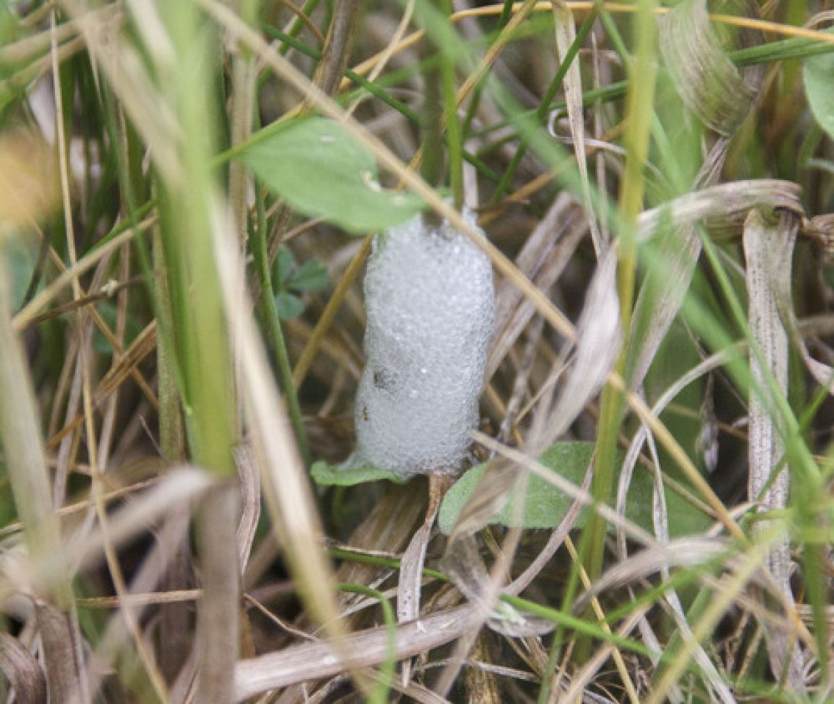 Надсемейство Cercopoidea